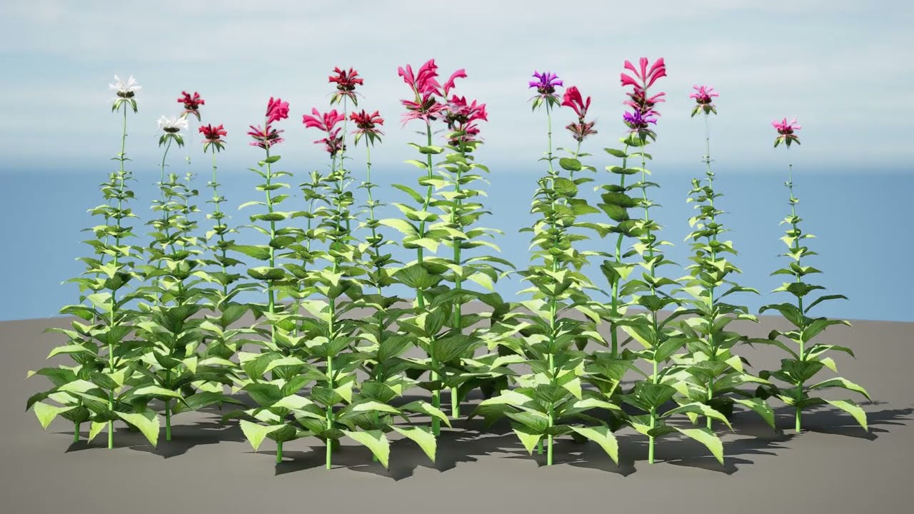 Bee Balm Flowers with free 3D Model