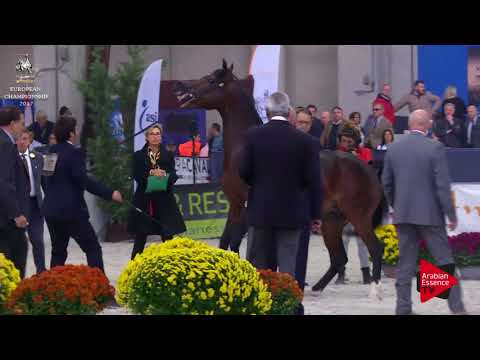 N.197 MANSOUR AL JALAWIYAH - Verona 2017 - 4-6 Years Old Stallions (Class 10)