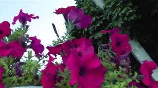 Nothing Left at All - The Cranberries