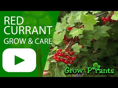 download lagu mp3 mp4 What Is Red Currant, download lagu What Is Red Currant gratis, unduh video klip What Is Red Currant