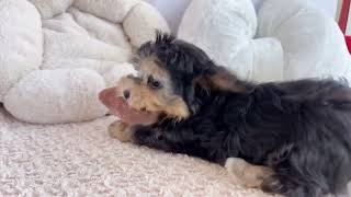 ハーフ犬の動画01