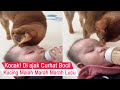 Funny Annoyed When Invited To Chat This Cat Scolds A Kid Until He Bites Compilation Of Funny Cats