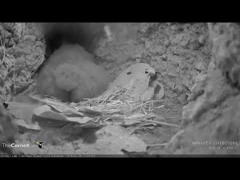 Well-fed Petrel Chick Returns To Burrow, Makes "Nestorations" – April 26, 2018
