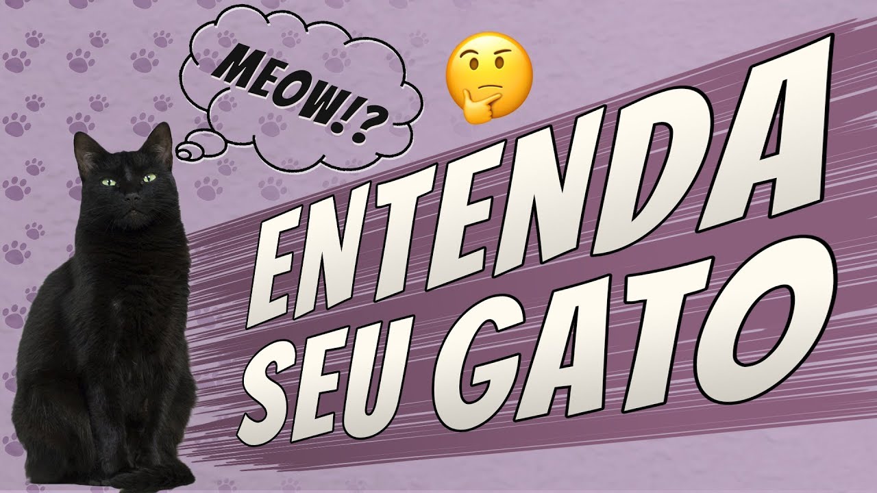 5 Maneiras de Entender melhor o seu GATO!