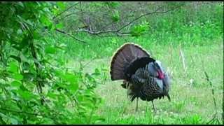 preview picture of video 'Big Strutting Turkey that got away!'