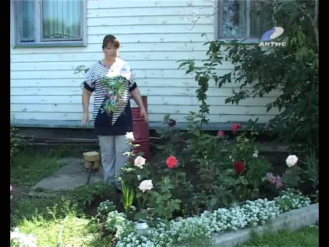 Хороший уход, и на вашем участке – розы