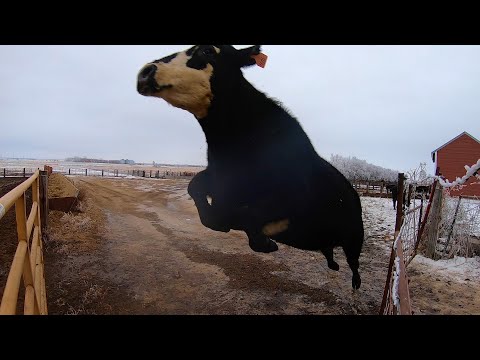 Crazy Cow Destroys Gate