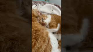 撫でろと圧かけてくる我が家の猫