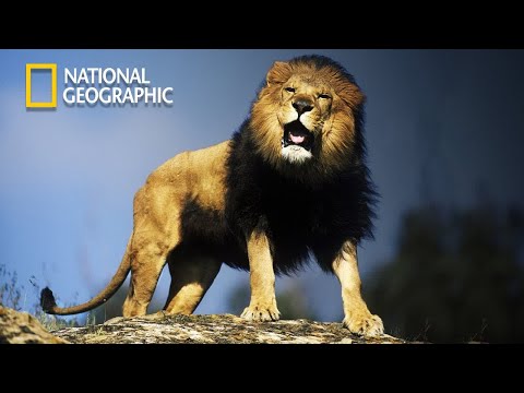 Rise of Luangwa Lion Pride Africa EP1 | Nat Geo Wild 2023 Full HD