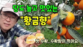 (판매마감)지난봄에 옮겨 심은 황금향 달고 맛있게 익었습니다 첫수확이라 수확량이 적어요