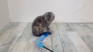 アメリカンショートヘアの動画01