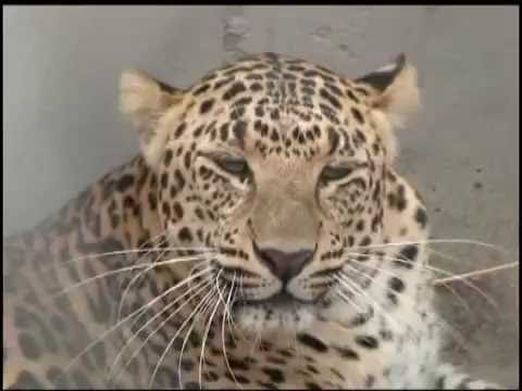 download lagu mp3 mp4 Gorewada Zoo, download lagu Gorewada Zoo gratis, unduh video klip Gorewada Zoo