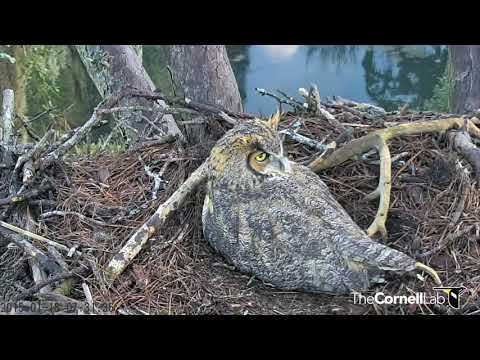 Savannah Great Horned Owls Hooting During Incubation, 18 January 2015