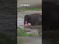 This baby elephant saved this man in a river 👏❤️ (via ElephantNews/YT)