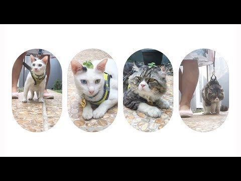 Trainning My Cats for Safer Outdoor Activities