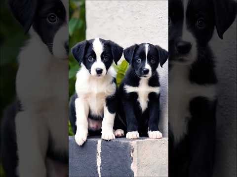 cute puppies barking adorable video #puppy #dog #barking #trending #cutedog #pets #dogs #pup #shorts