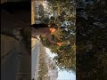Saiyaara Song Coversong Jubinnautiyal Arijitsingh Bollywood My Nature Cimedyshorts Shorts