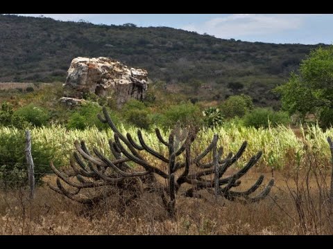 Queimadas em Biomas Brasileiros - Diagnóstico dos incêndios na caatinga – 13/05/2021