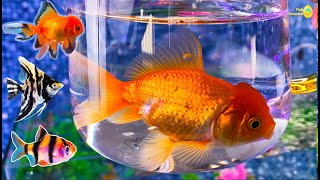 5 in1 Colorful glofish tetra, betta fish surprise, snake, angelfish, goldfish, koi, catfish, cichlid