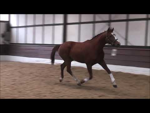 BIENVENUE CHRISTINE 2j. St. v. Benicio - Göthe  VB 7.000,- Euro