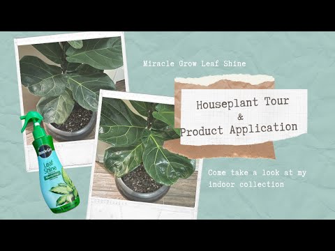 Houseplant tour and Leaf Shine review