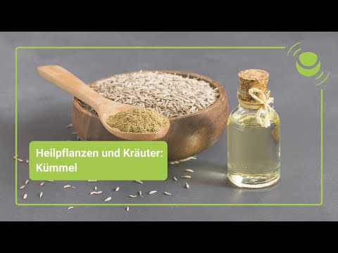 Kümmel – Alles, was du über seine Wirkung wissen solltest.