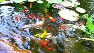 preview picture of video 'Pond Koi Evening Friendly Feeding Frenzy'