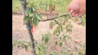 Avocado Tree Growing Water n Fertilizer Issues