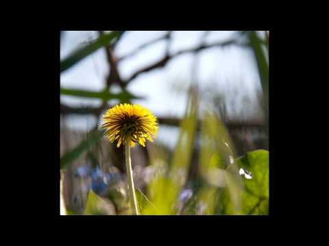 Terry Wey countertenor "Se grata e pietosa" (Albinoni)