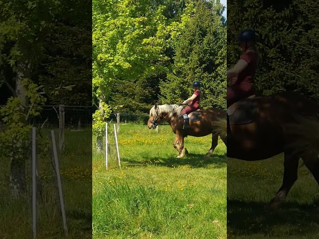 Gelding Comtois For sale 2023 Chesnut
