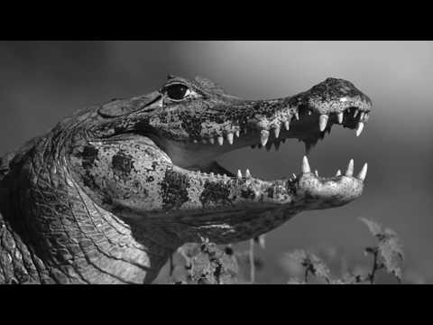 CAIMAN CLUB DE DOUALA