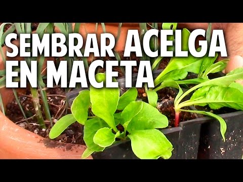 Como sembrar acelgas en maceta - Cultivo de Acelga Parte 1@cosasdeljardin
