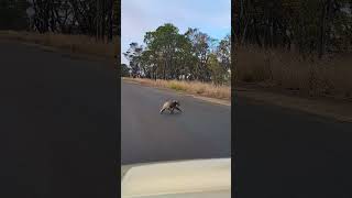 道路の真ん中でくつろぐ野生のコアラ Koala Roadblock #koala #australia #animals #コアラ #オーストラリア #動物 #自然 #cute