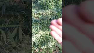 What's the 1st frost do to a cannabis plant?