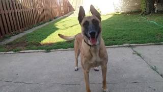 Before You Get A Belgian Malinois- WATCH THIS!!