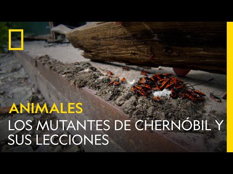 Chernóbil: Una Nueva Generación De Vida Silvestre