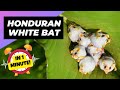 Honduran White Bat - In 1 Minute! 🦇 One Of The Cutest And Exotic Animals In The World
