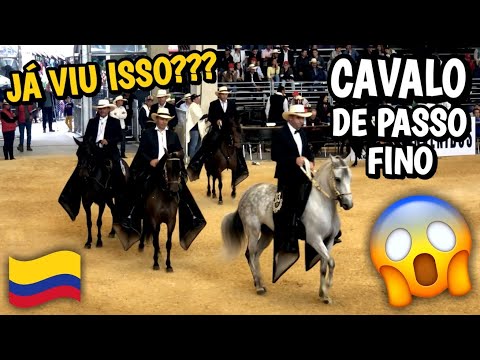 FUI NA COMPETIÇÃO DE CAVALOS DE PASSO FINO COLOMBIANO NA AGROEXPO 2019
