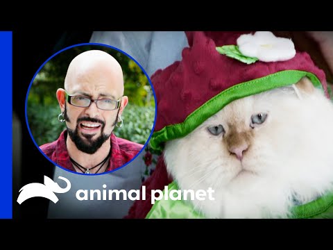 Owner Refuses To Stop Dressing Up Her Cats | My Cat From Hell