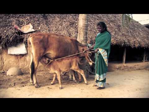 Empower 40 Dalit mothers with a micro-finance loan
