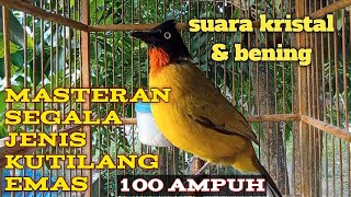 Download lagu suara kutilang emas gacor || masteran segala jenis kutilang di jamin langsung nyaut mp3