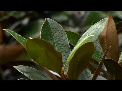 Super Plant, Little Gem magnolia, has advantages over other magnolias