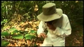 Planta peligrosa en Australia Gympie-Gympie