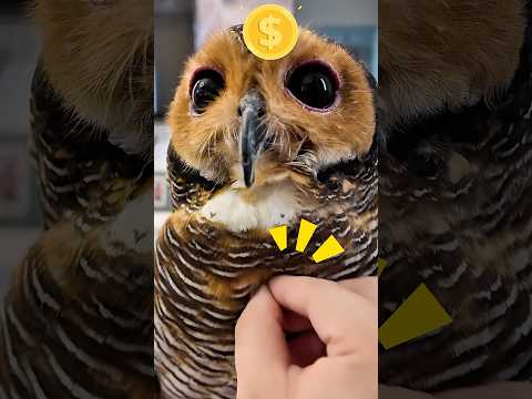 Bulu Burunghantu selebat ini ya?!🦉🙄 #owl #funny #cute #cat #animals #pets #funnyvideos #pets