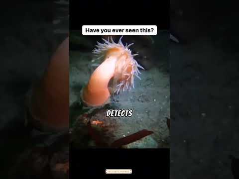 WATCH THIS! Anemone FLEES From Sea Star | #oceanlife