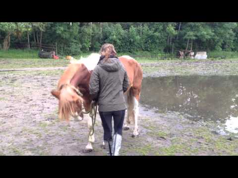 Schlammreiten im Juni mit Blondi, Bambi und Pino