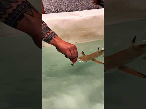 Hand Feeding a Blacktip Shark #aquarium  #shark