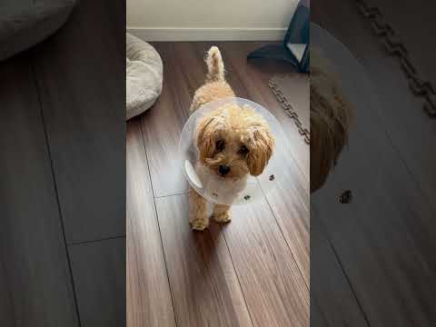 経営学科 去勢手術後のトイプードル元気なし　#トイプードル  #toypoodle #puppy #去勢手術