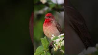 Download lagu Burung pipit mawar jantan bernyanyi di antara bunga-bunga. mp3