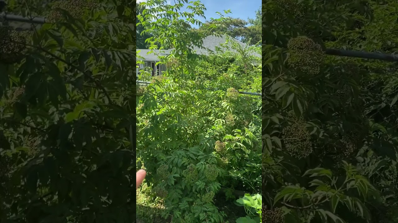Elderberry Bush Update July 2025